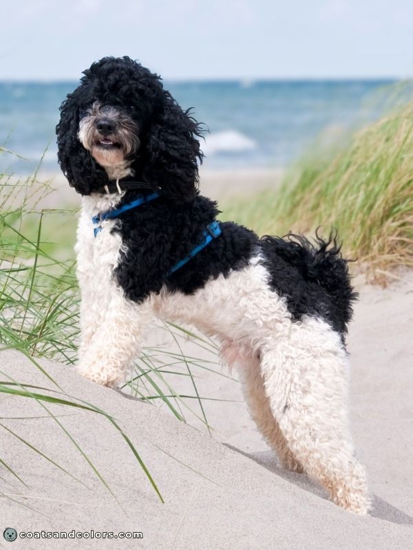 coatsandcolors.com glossary tuxedo Poodle black and white