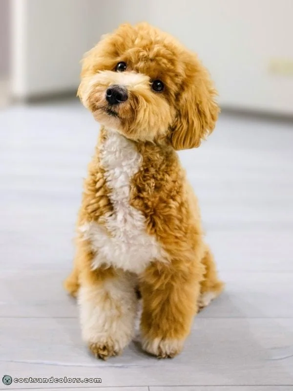 coatsandcolors.com glossary tuxedo Poodle red and white extreme abstract