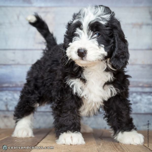 coatsandcolors.com glossary tuxedo Bernedoodle whitehead