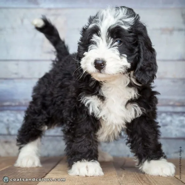 coatsandcolors.com glossary tuxedo Bernedoodle whitehead