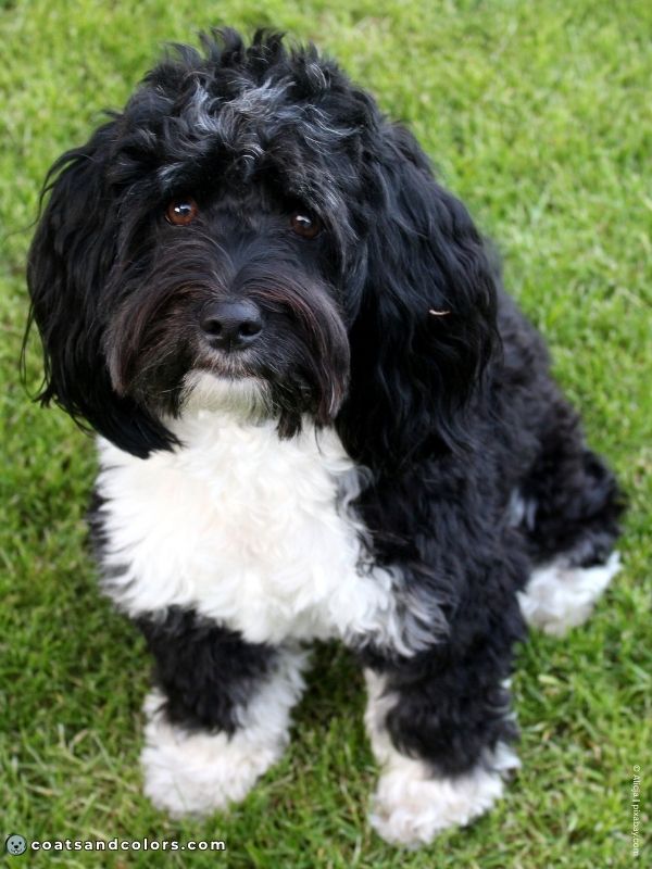 coatsandcolors.com glossary tuxedo Doodle 2