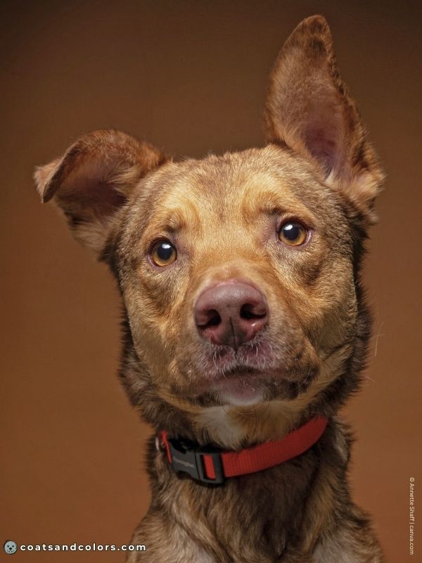 coatsandcolors.com liver fawn brown sable face shading