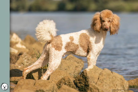 coatsandcolors.com parti Poodle 900x600 1