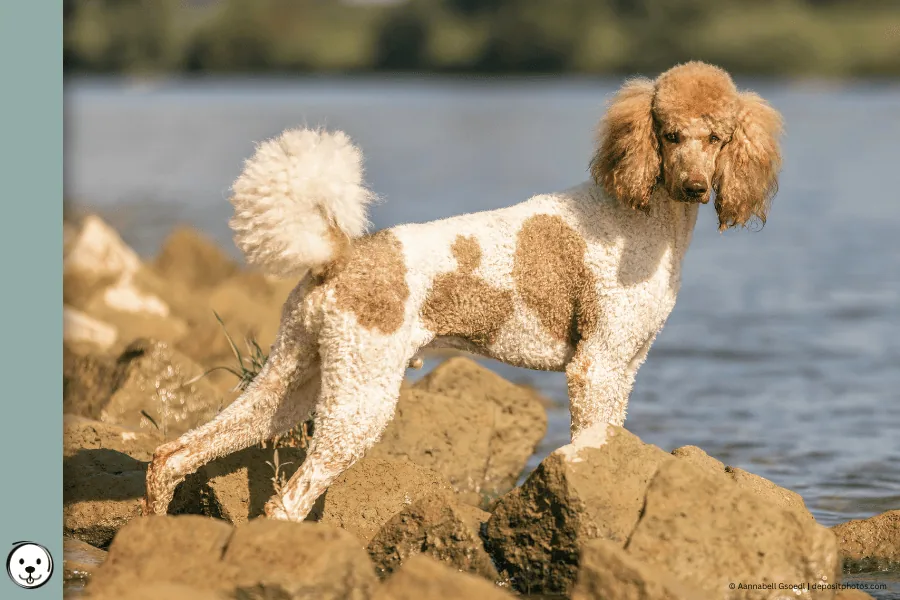 coatsandcolors.com parti Poodle 900x600 1