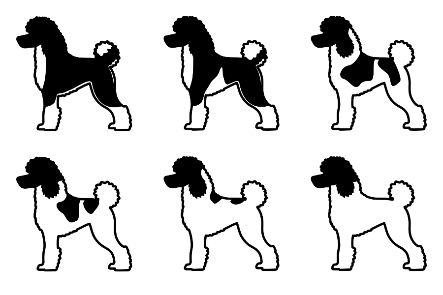 coatsandcolors.com parti Poodle tuxedo to white