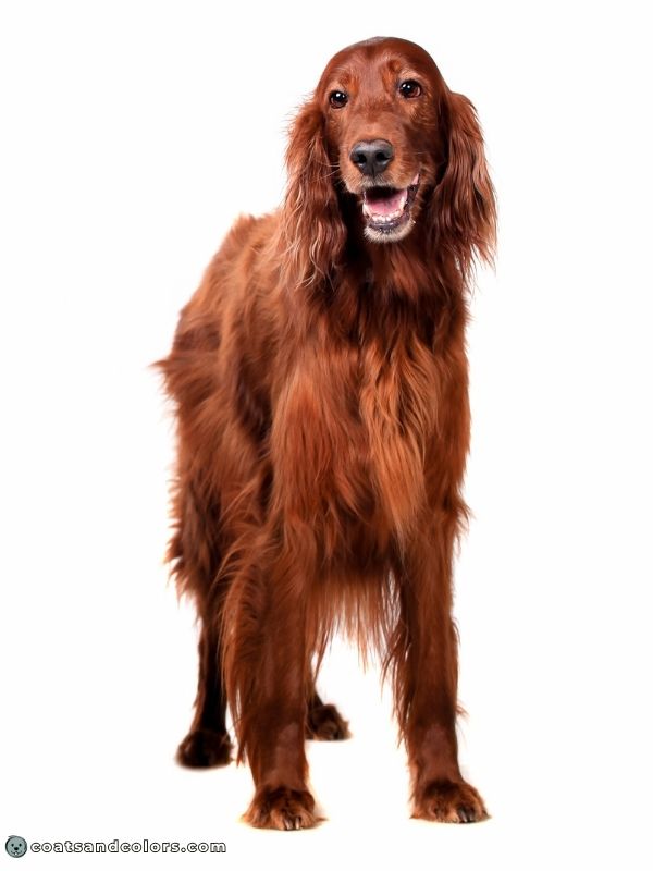 coatsandcolors.com phaeomelanin intensity red Irish Setter