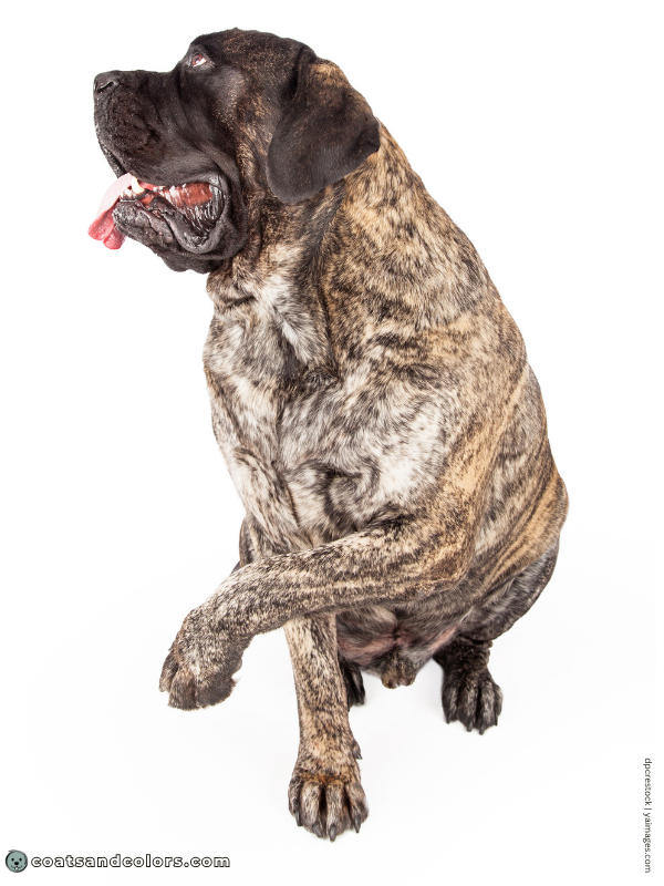 coatsandcolors.com pigment cells brindle Mastiff
