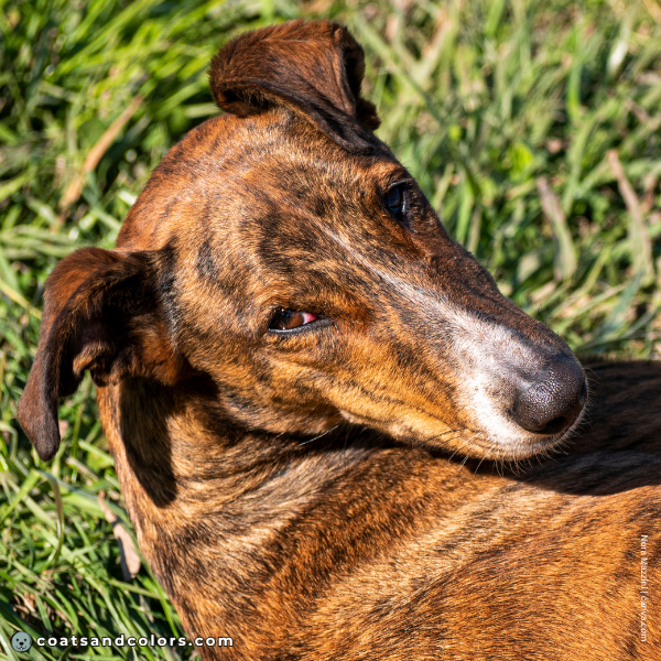 coatsandcolors.com pigment cells brindle example 1