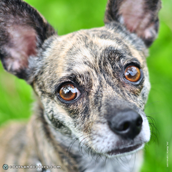 coatsandcolors.com pigment cells brindle example 2