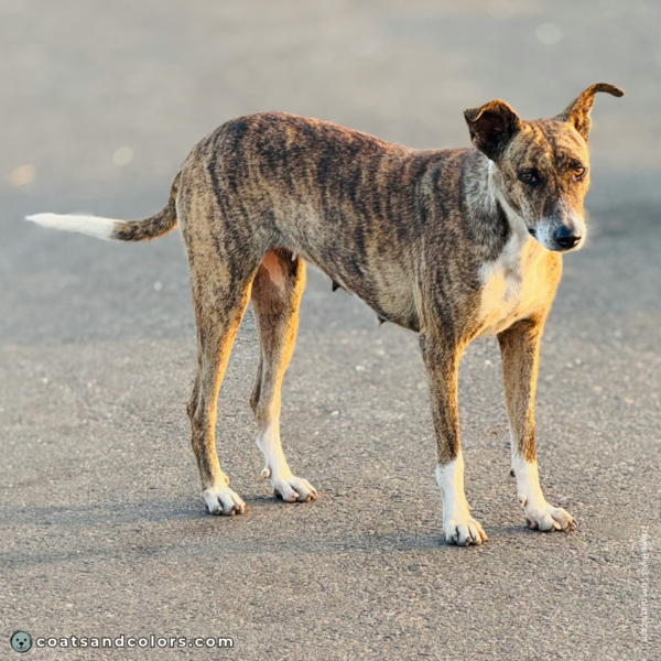 coatsandcolors.com pigment cells brindle example 3