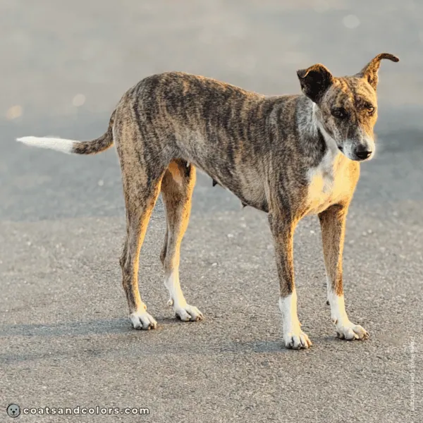 coatsandcolors.com pigment cells brindle example 3