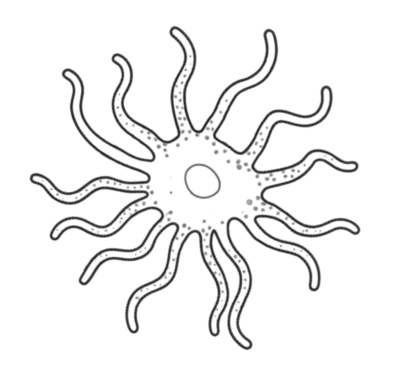 coatsandcolors.com pigment cells dendrites