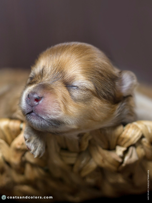 coatsandcolors.com pigment cells fresh puppy