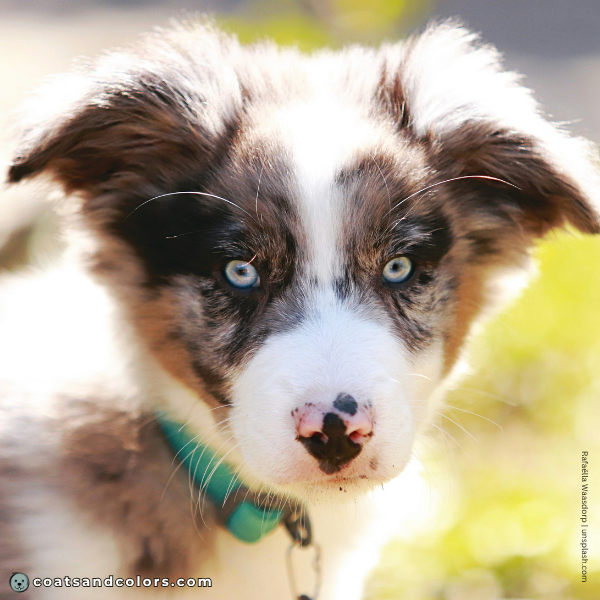 coatsandcolors.com pigment cells merle puppy