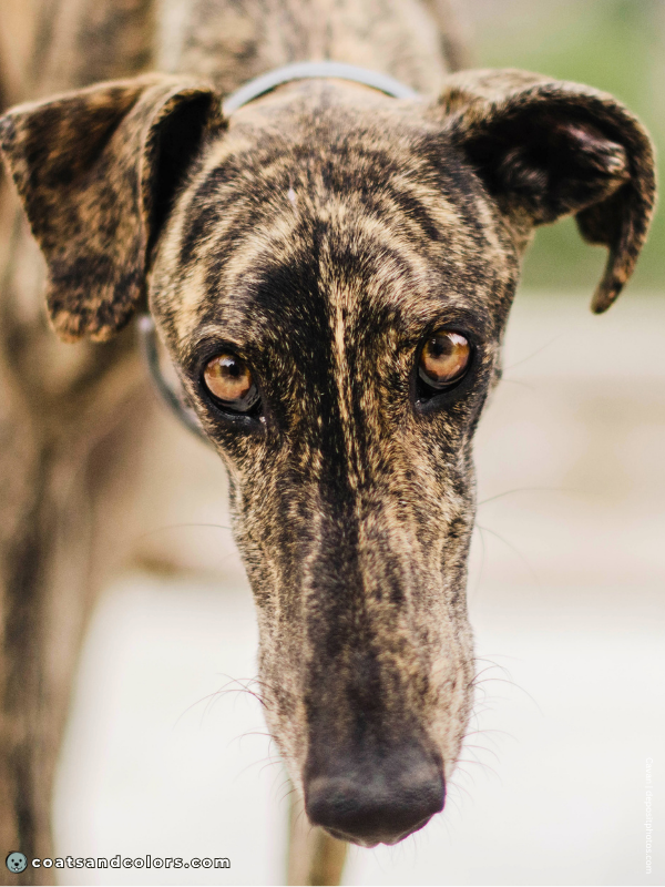 coatsandcolors.com pigment cells midline splits brindle