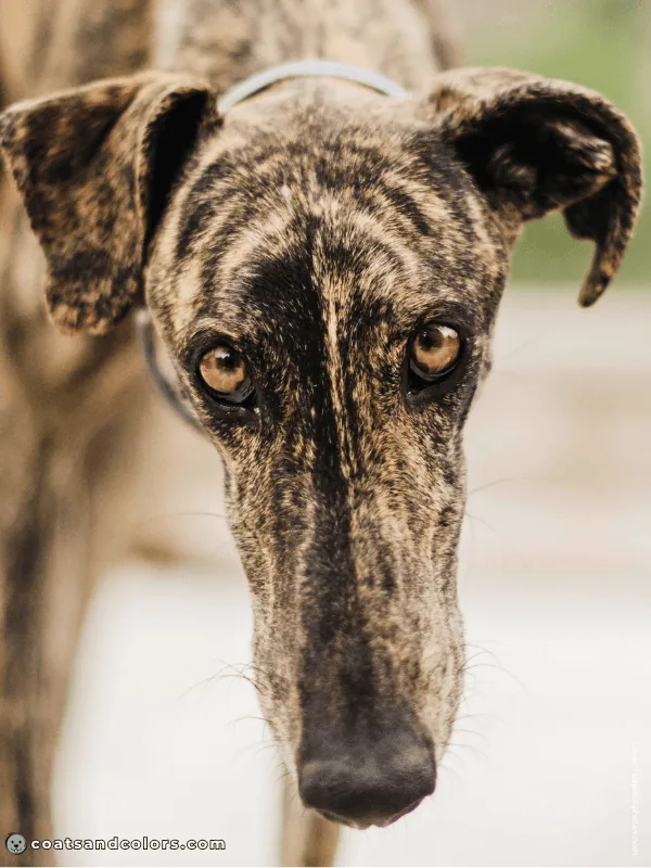 coatsandcolors.com pigment cells midline splits brindle