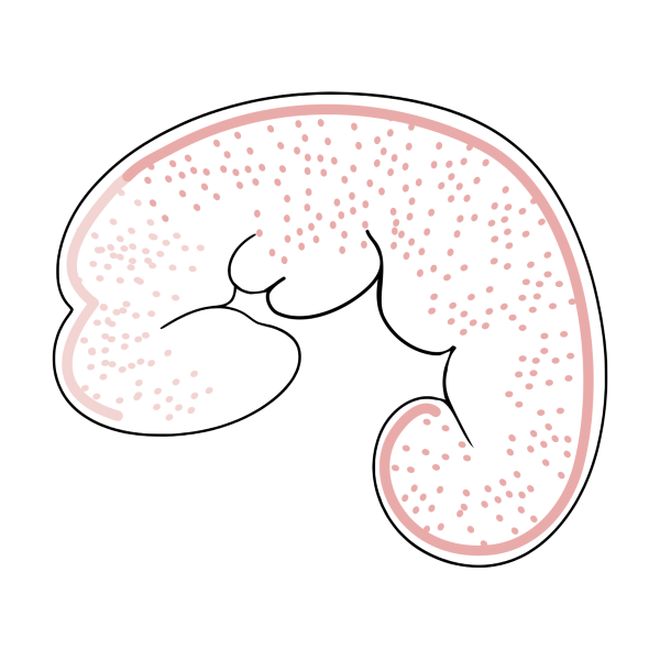 coatsandcolors.com pigment cells neural crest illustration