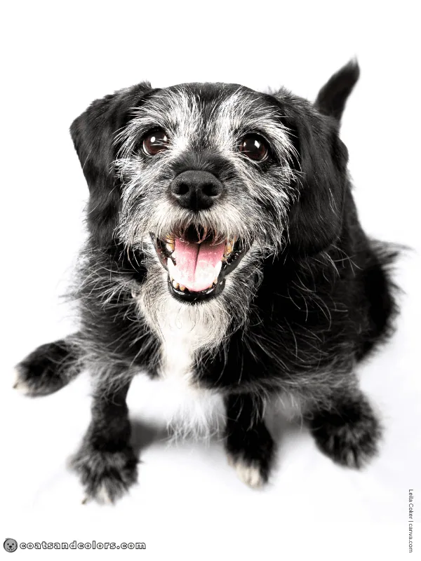 coatsandcolors.com pigment cells old black dog white muzzle