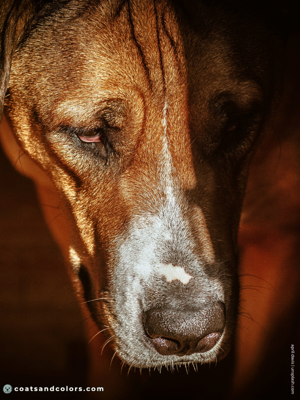 coatsandcolors.com pigment cells pink skin white muzzle