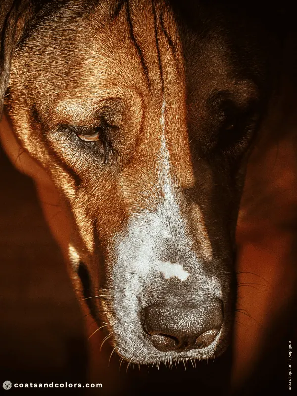 coatsandcolors.com pigment cells pink skin white muzzle