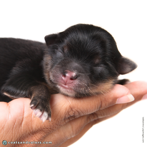 coatsandcolors.com pigment cells puppy nose pink