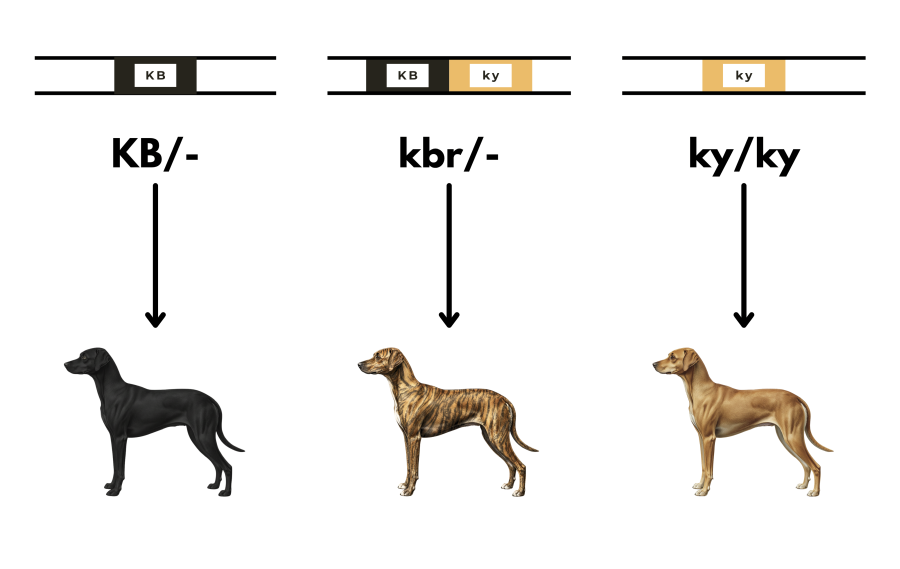 coatsandcolors.com pigment cells variegated expression brindle allele