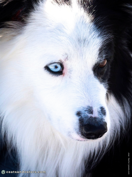 coatsandcolors.com pigment cells white blue eye