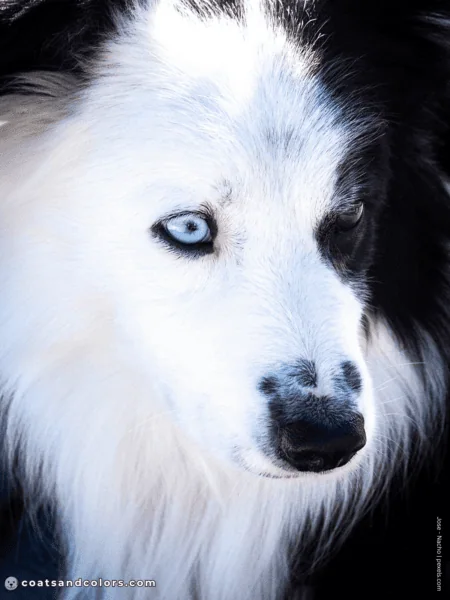 coatsandcolors.com pigment cells white blue eye