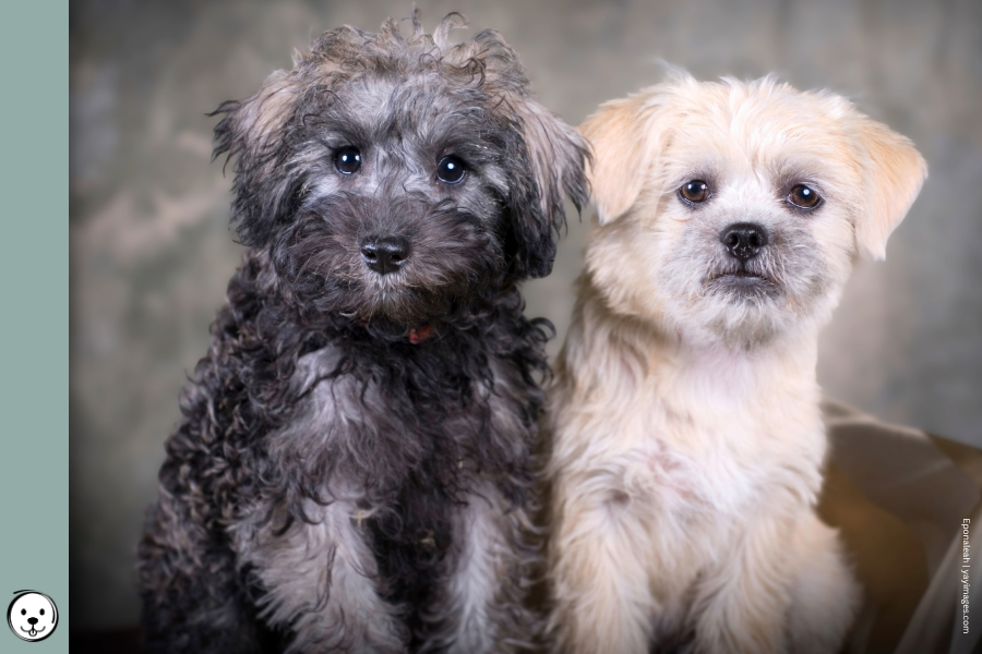 coatsandcolors.com progressive graying 900x600 1