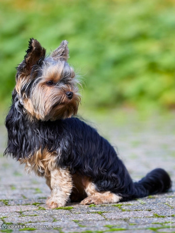 coatsandcolors.com progressive graying Yorkie puppy face graying