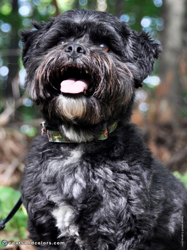 coatsandcolors.com progressive graying blue