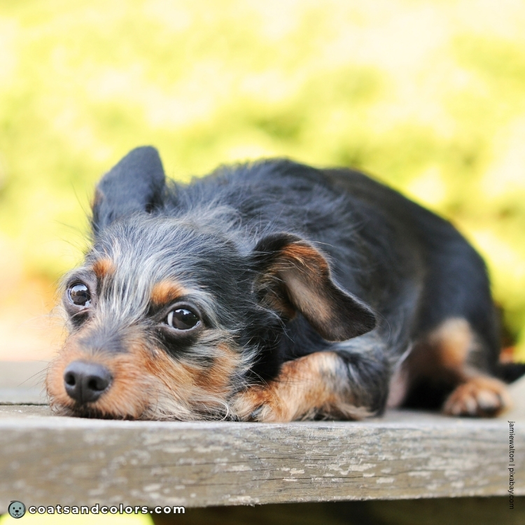coatsandcolors.com progressive graying face graying wirehaired
