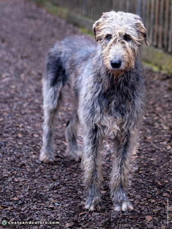 coatsandcolors.com progressive graying gray Wolfhound faded black
