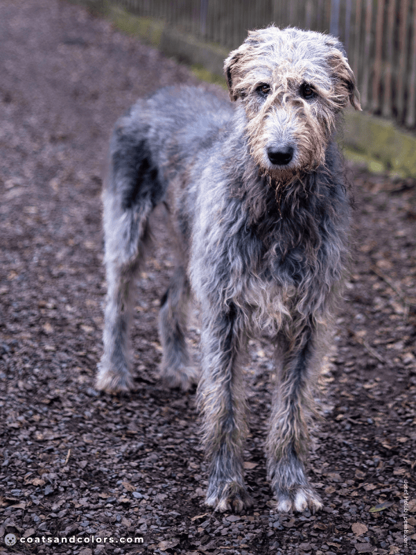 coatsandcolors.com progressive graying gray Wolfhound faded black