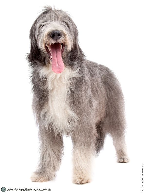 coatsandcolors.com progressive graying nose colors