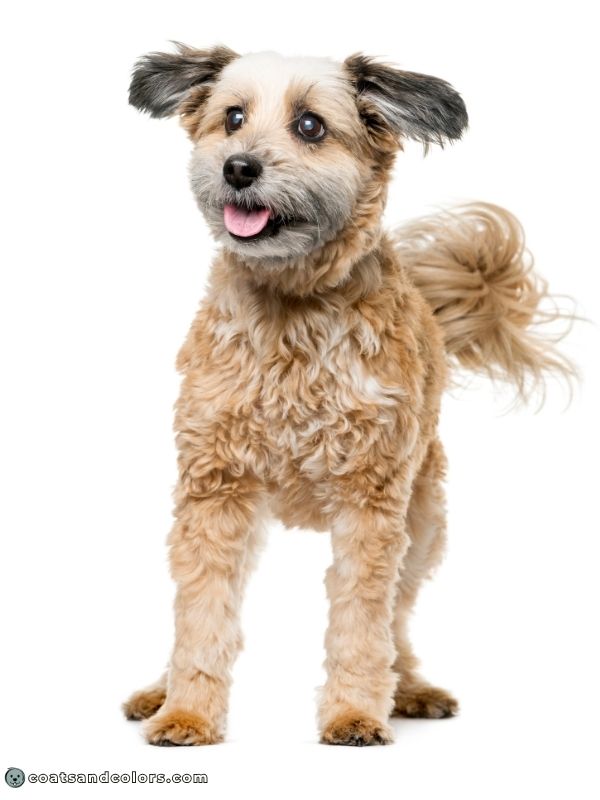 coatsandcolors.com progressive graying sable ear tips