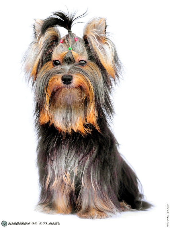 coatsandcolors.com progressive graying saddle Yorkie 2