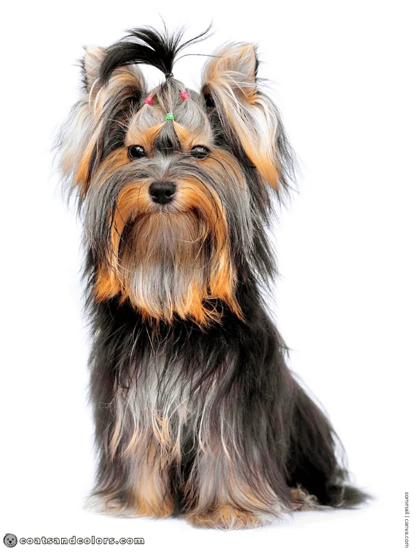 coatsandcolors.com progressive graying saddle Yorkie 2
