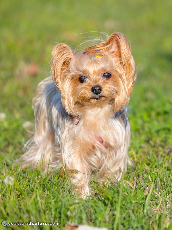 coatsandcolors.com progressive graying saddle Yorkie 3
