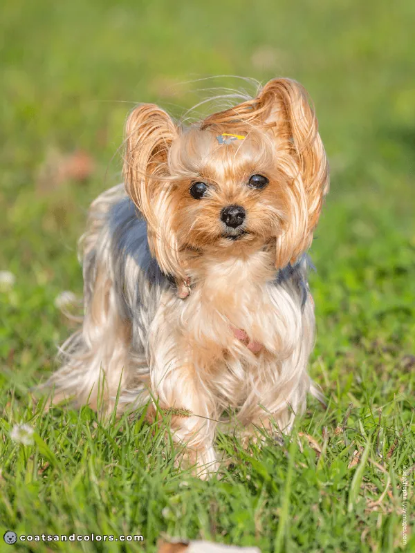 coatsandcolors.com progressive graying saddle Yorkie 3