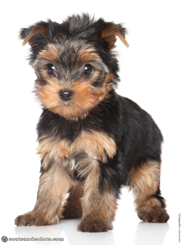 coatsandcolors.com progressive graying saddle Yorkie