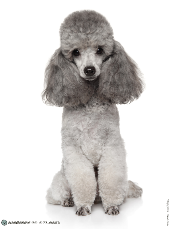 coatsandcolors.com progressive graying silver Poodle