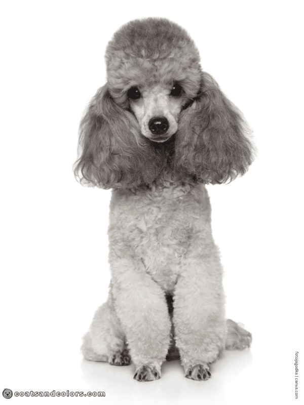 coatsandcolors.com progressive graying silver Poodle