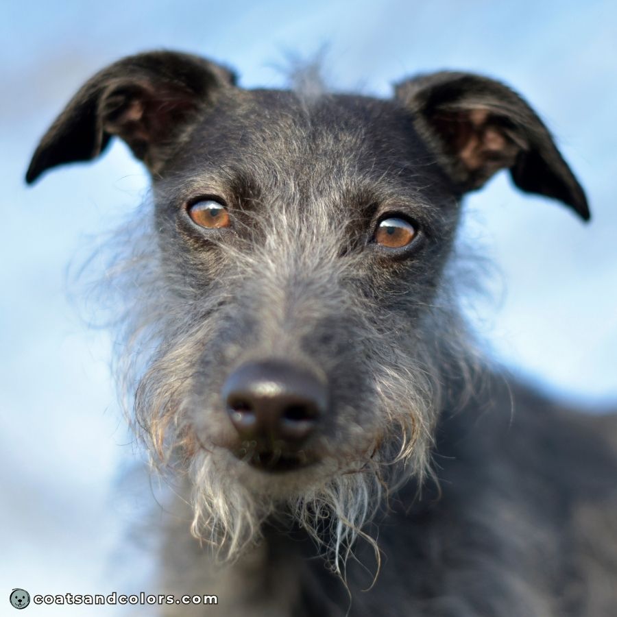 coatsandcolors.com progressive graying silver face