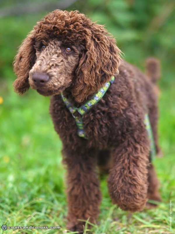 coatsandcolors.com progressive graying slow graying brown