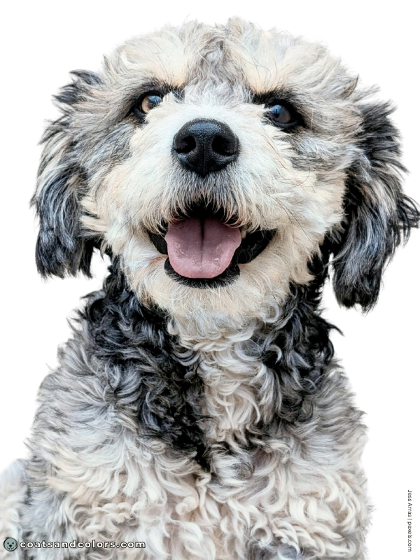 coatsandcolors.com progressive graying tan point 2