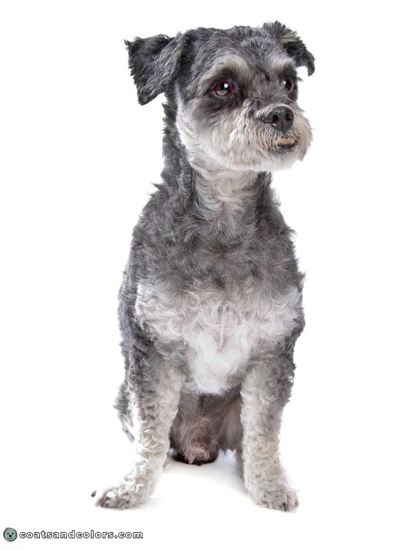 coatsandcolors.com progressive graying tan point