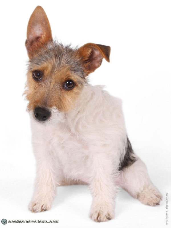 coatsandcolors.com progressive graying tricolor puppy face graying