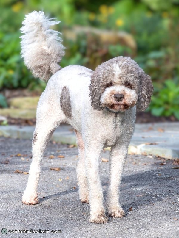 coatsandcolors.com progressive graying white markings