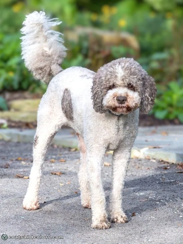 coatsandcolors.com progressive graying white markings